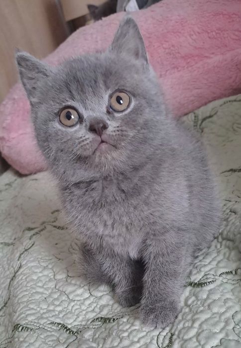 British Shorthair