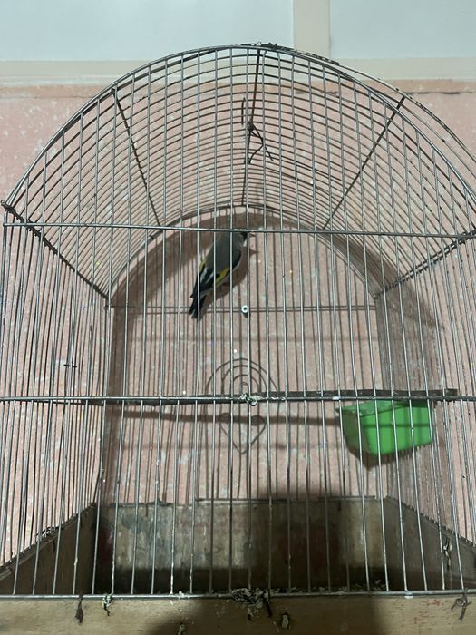 Norchila sotilad srochniy