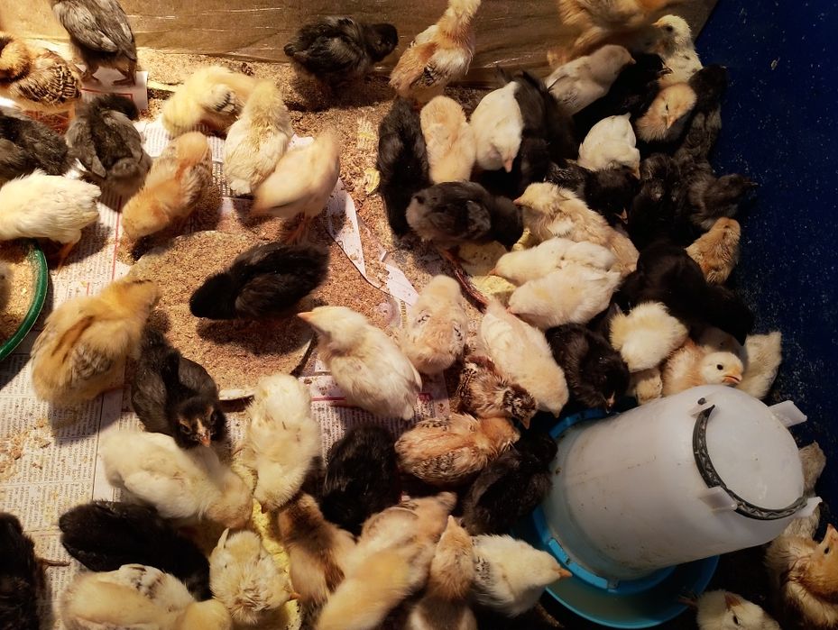 Пиленца на 3 седмици