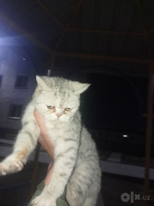 Silver chinchila soğlom 8 oyli