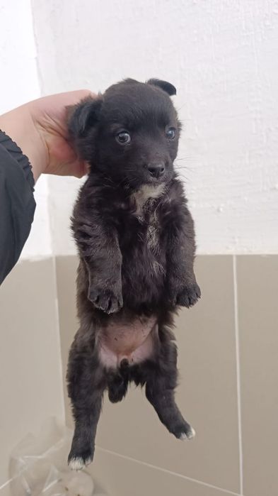 Отдам звоночков в добрые,любящие руки.