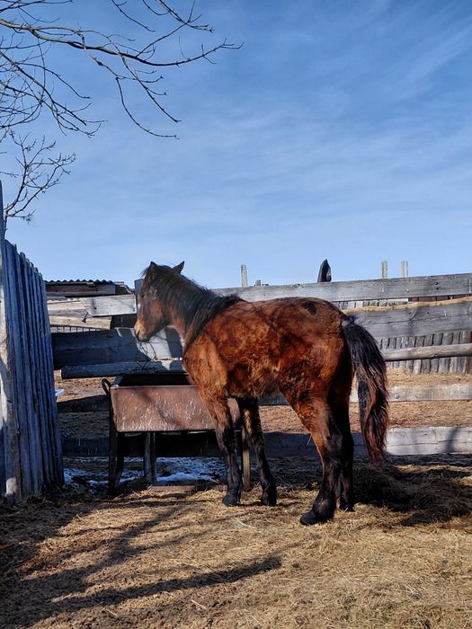 Лошадь 1год обмен на крс