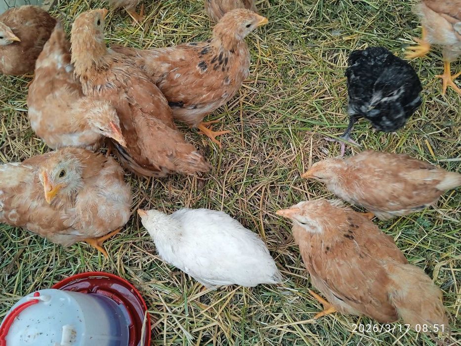 Pui de gaină New Hampshire