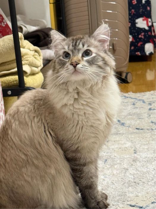 Отдам Кота в хорошие руки