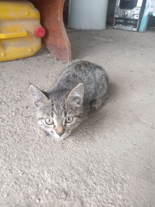 Котик     есть 2
