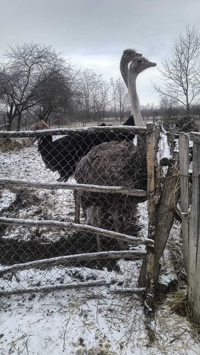 Pereche Struți reproducatori