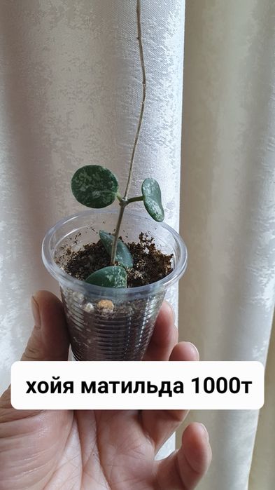 Комнатные растения