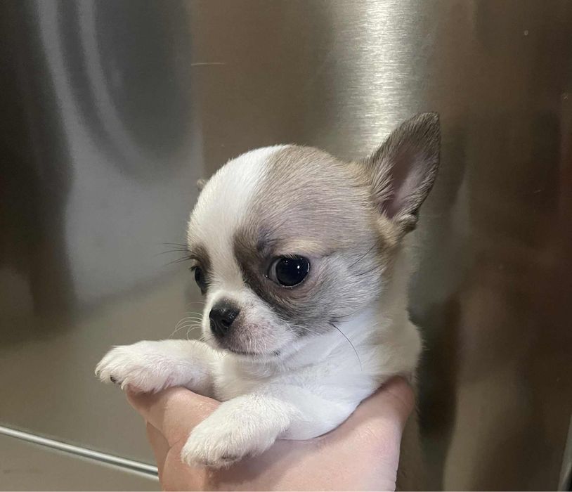 Мини късокосместо чихуахуа