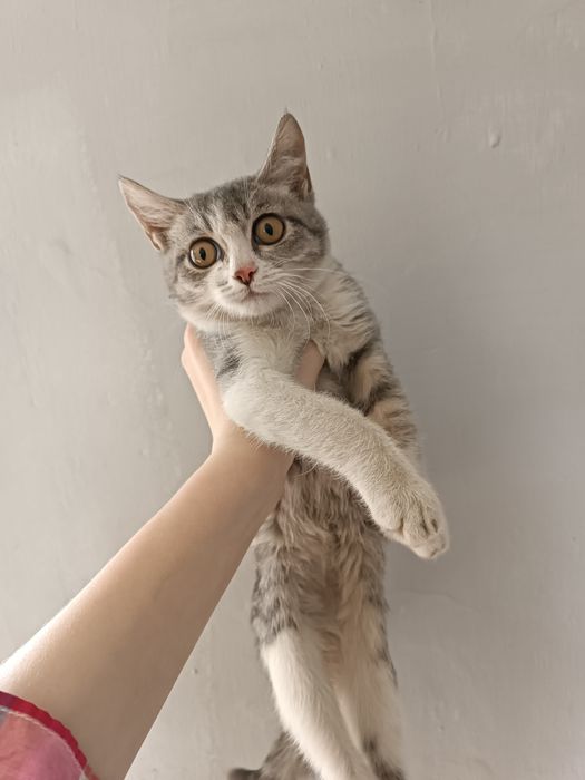 Бесплатно кошечка в добрые руки