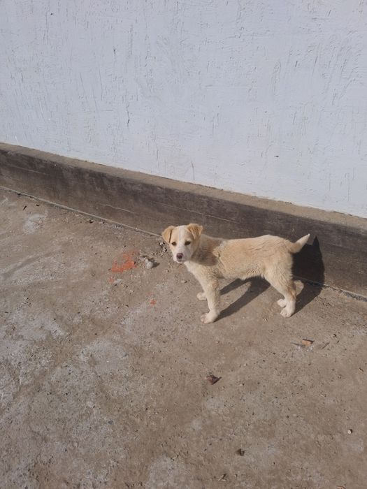 Кушік Ченок Собака Тегін Бесплатно