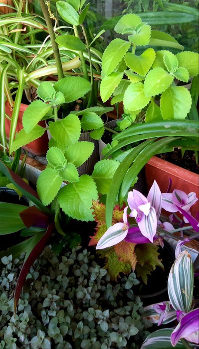 Продам комнатные цветы