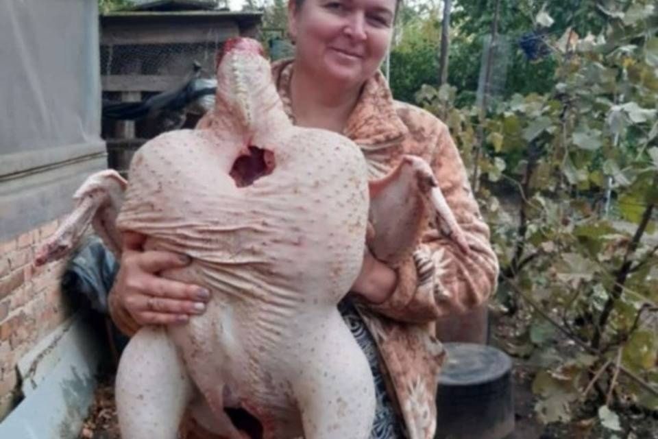 Инкубационное яйцо индейка хайбрид конвертер Словакия в наличии Петроп