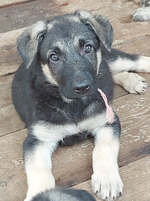 Щенки Восточноевропейской овчарки