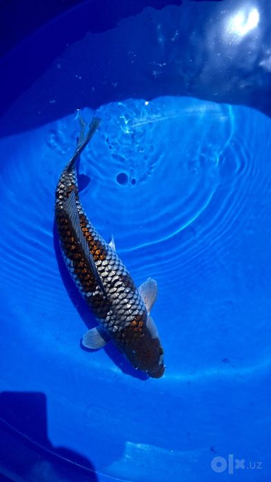 Akvarium baliqlari Manzarali baliqlar