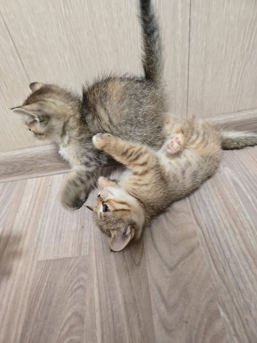 Отдам котят в добрые руки