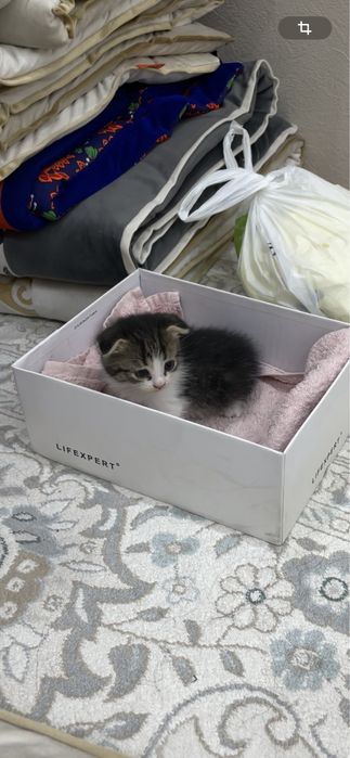 Кошка шотландский