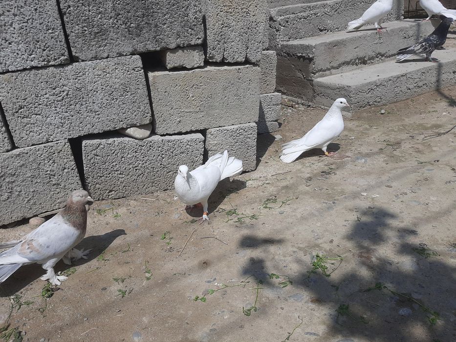 Широкохвостые Голубий продаётся