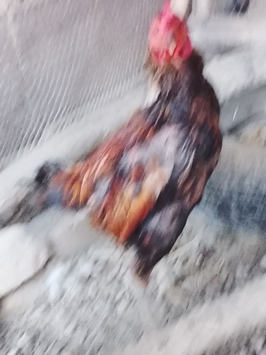Xoroz sotiladi kulangi