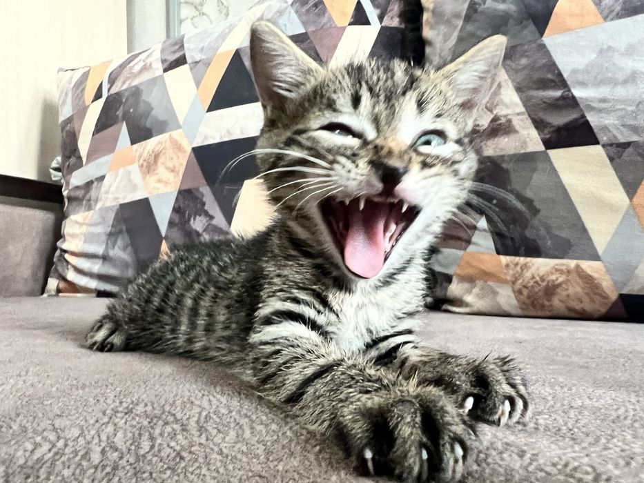 отдам котят бесплатно