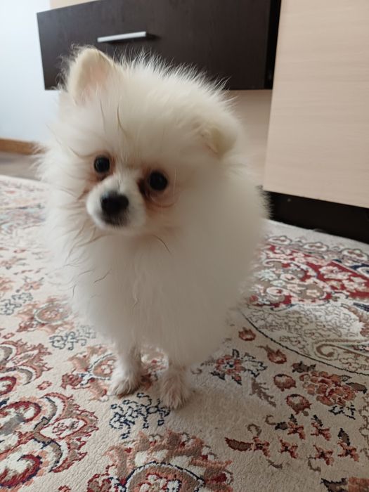 Продам шпица 3 месяца