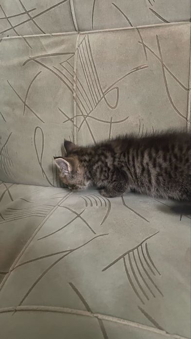 Отдам котят 2 мальчика