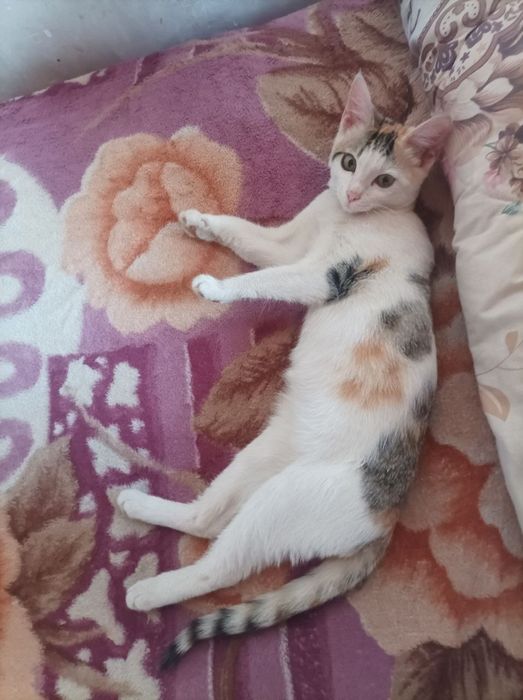 Mushuk qizbola 6oyli