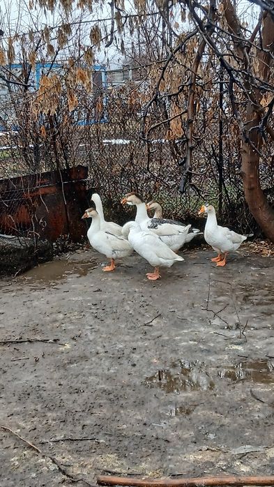 Продам гусей на выбор