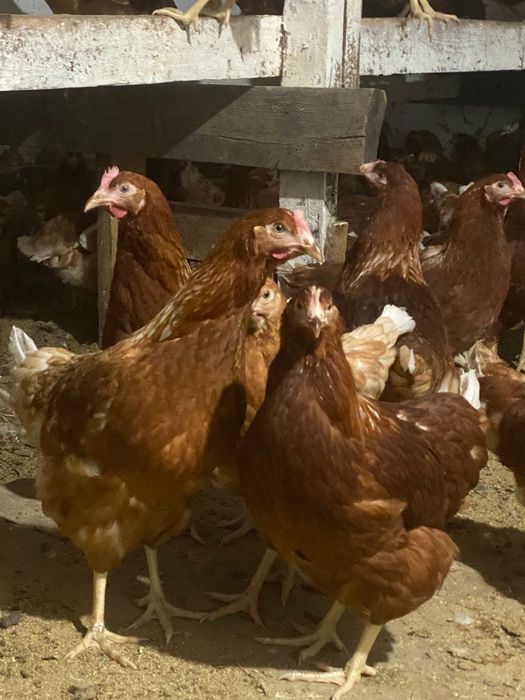 Несушки Ломан Браун