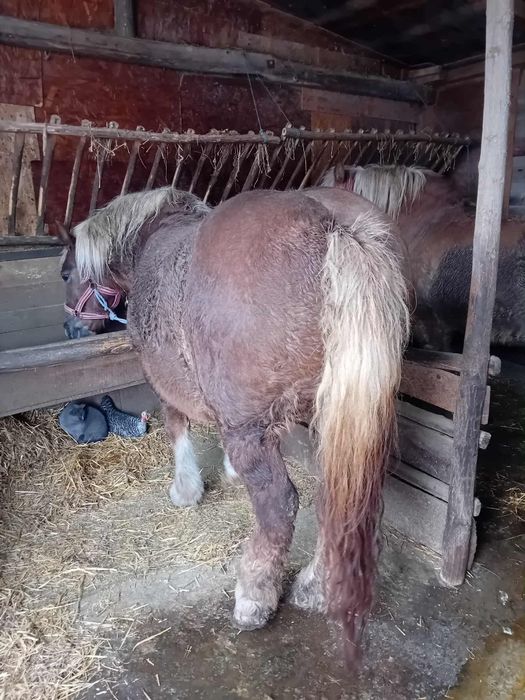 Iapa de 7 ani  de vanzare