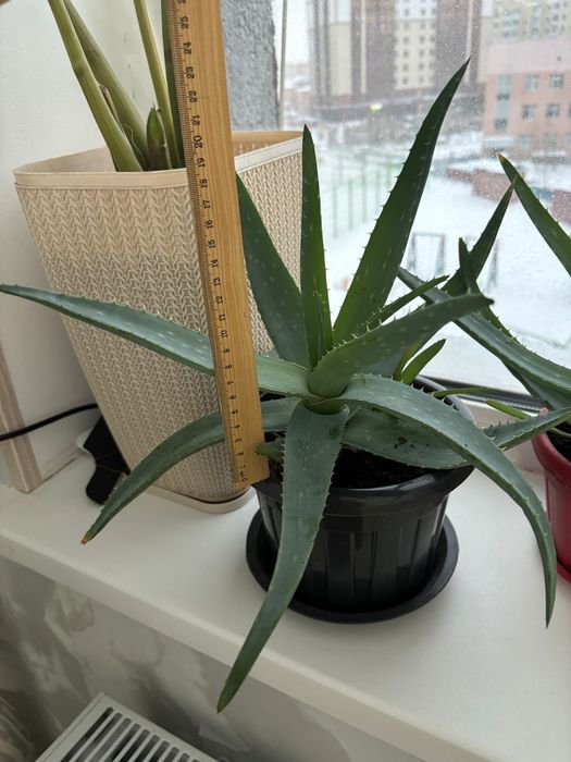 Продам алое вера и алое столетники