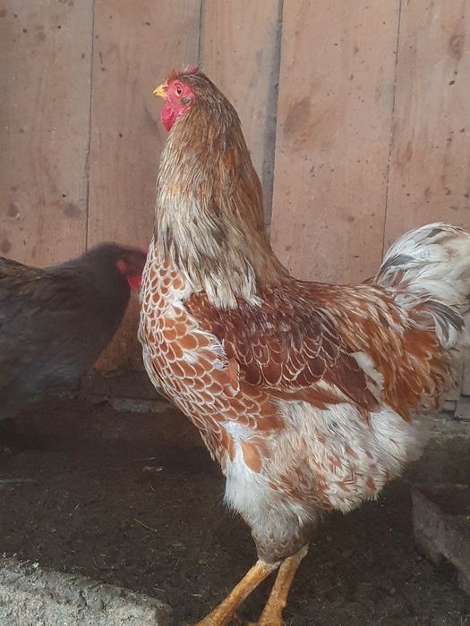 Cocoș Wiandotte Splash