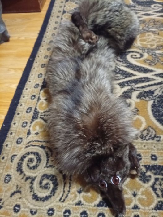 Guler blana vulpe argintie