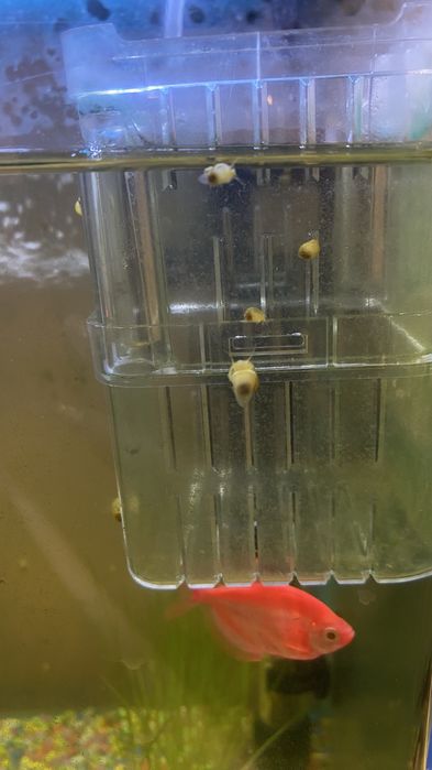 Продаються улитки  ампулярии