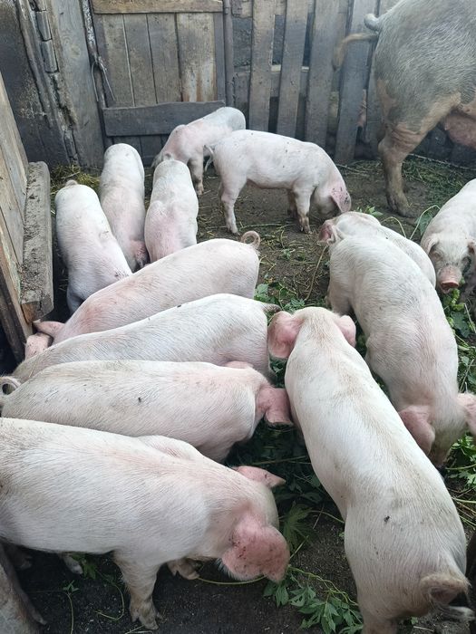 Продам поросят 1,5месяц