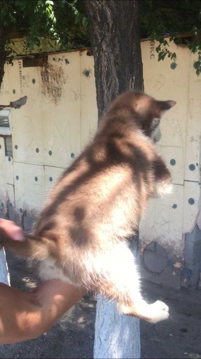 Шоколадная голубоглазая принцесса
