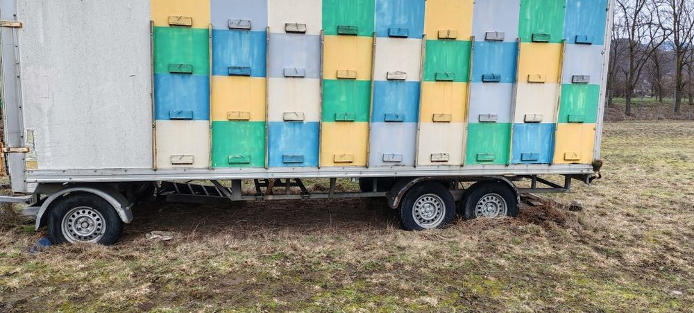 Vand pavilion apicol