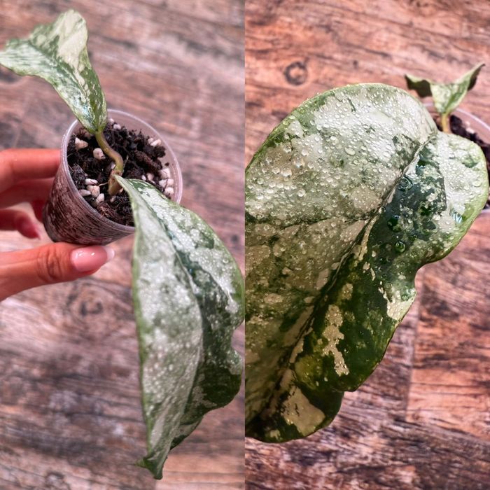 Коллекционные хойи разных сортов