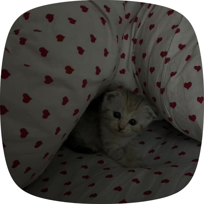 шотландский вислоухий кошка