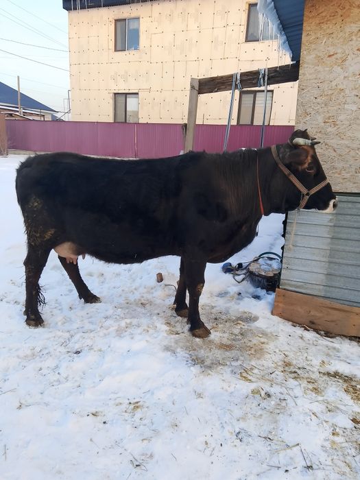 Сиыр сатылады буаз