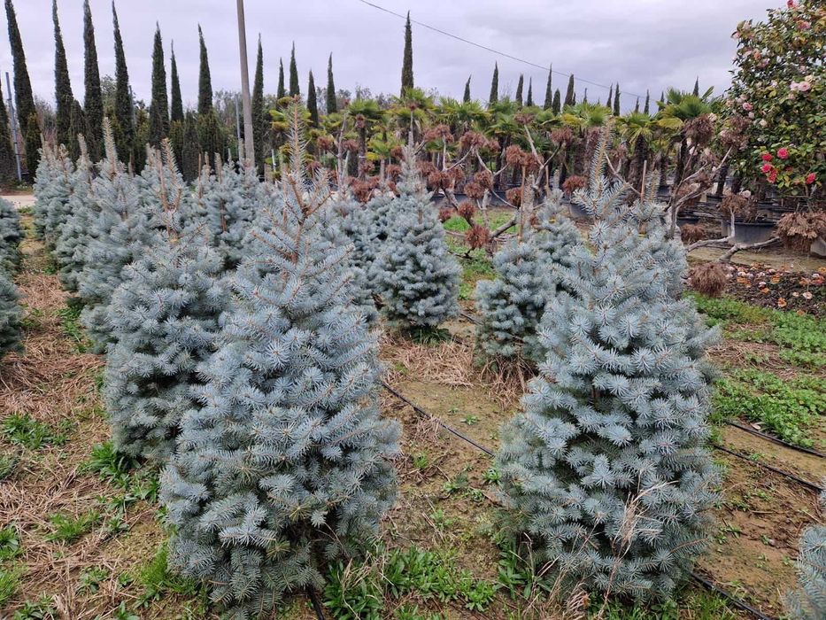 Arbori Ornamentali de Excepție – Densitate și Vigoare