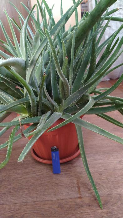 Алоэ лекарственный