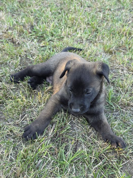 Ciobănesc belgian malinois cu pedigree