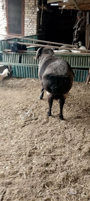 3 ёш Урушкок кучкор сотилади