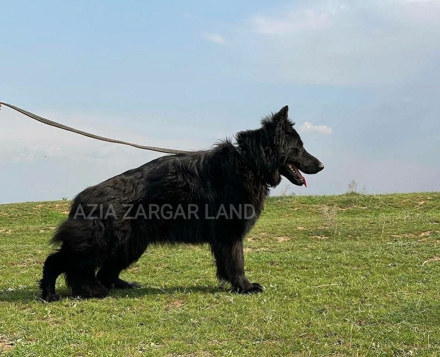Щенок немецкой овчарки длинношерстной