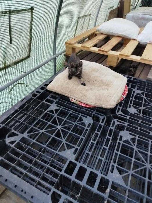 Подарявам 2 мъжки котета