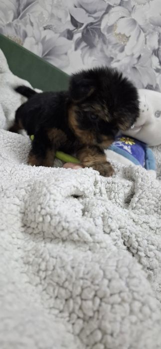 Щенки йоркширского терьера