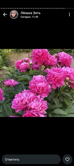 Продам цветы уличные