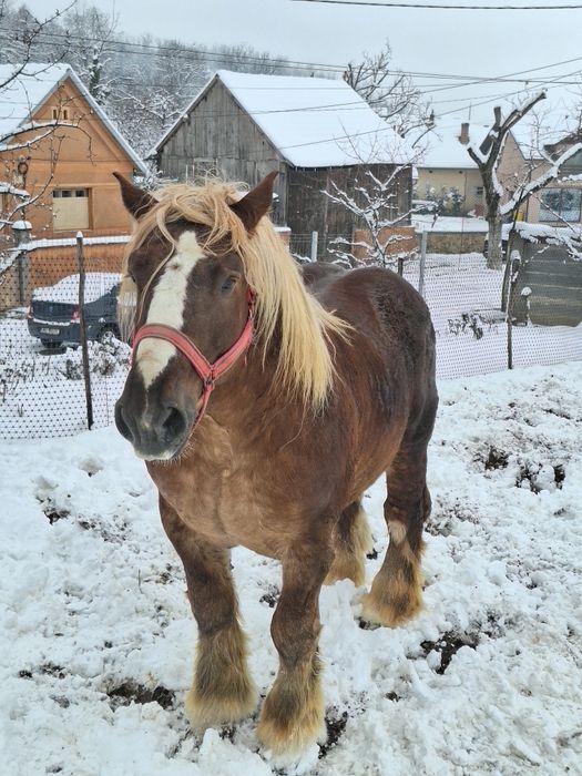 Armăsarii Ardenezii pentru reproductie