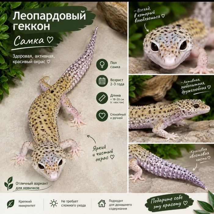 Продажа эублефаров