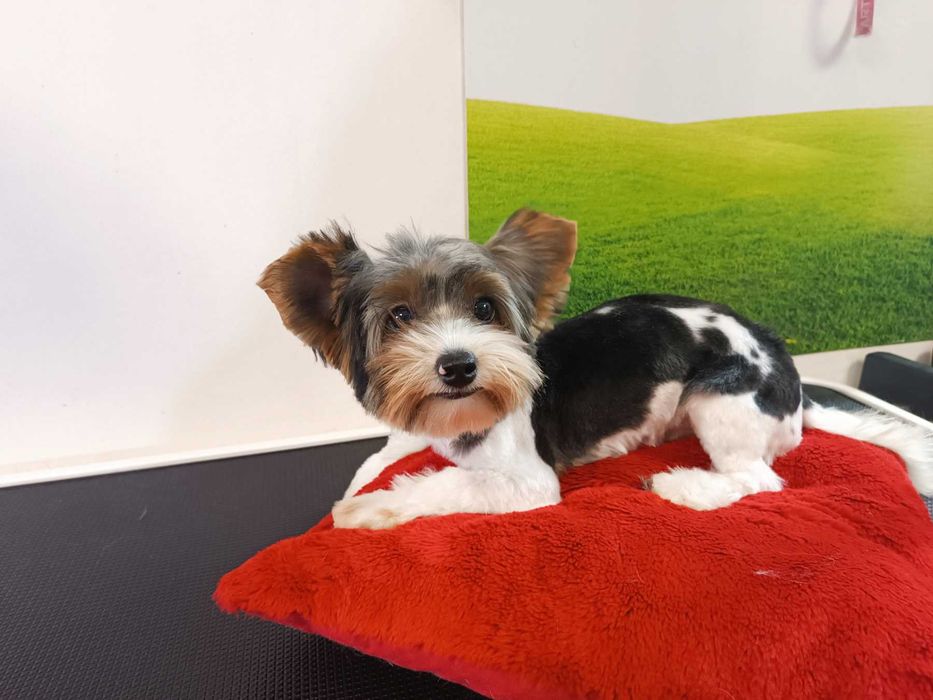 Йоркширски териер Бивер